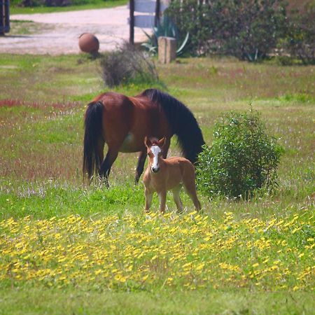 Herdade Monte Do Sol Aljezur Bagian luar foto