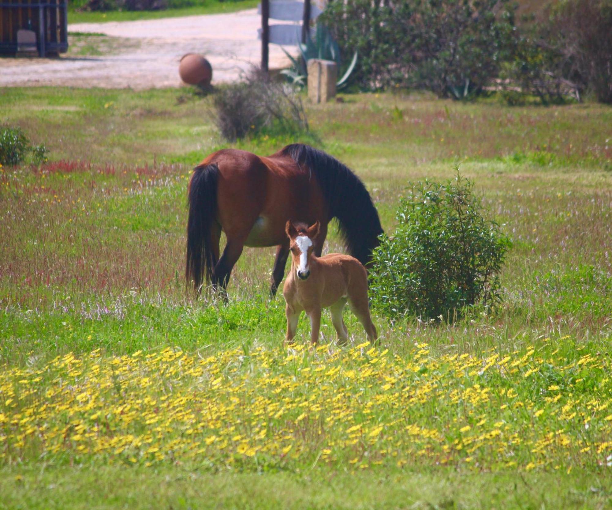 Herdade Monte Do Sol Aljezur Bagian luar foto